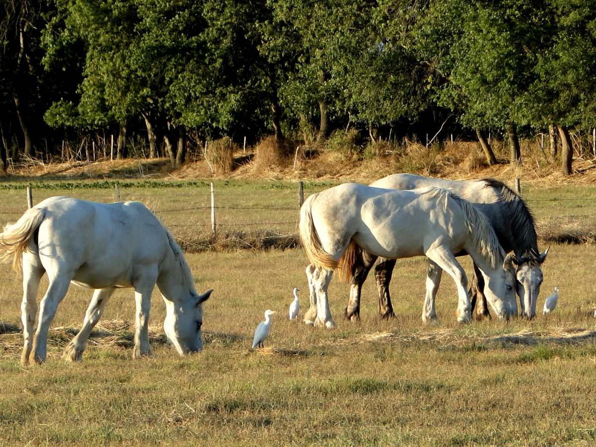 Manade de taureaux camarguais